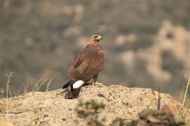 Genç dişi altın kartal bir dağ bölgesinde en sevdiği tünekte şafak vakti