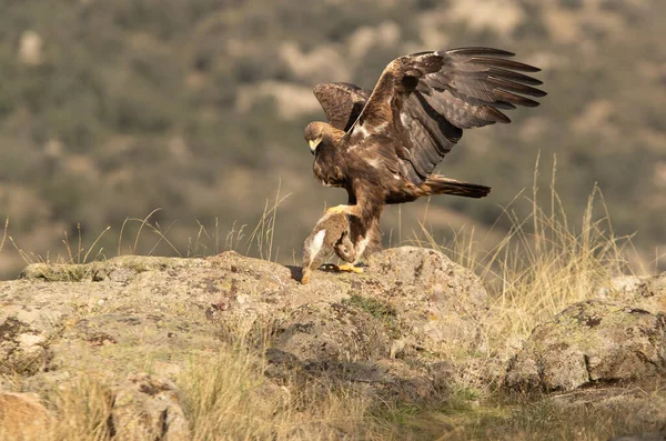 Aigle Royal Mâle Adulte Avec Lapin Fraîchement Pêché Dans Une — Photo