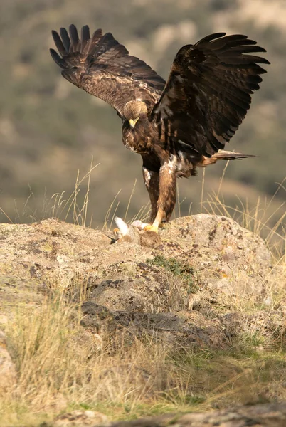 Ausgewachsene Männliche Steinadler Mit Einem Frisch Gefangenen Kaninchen Einer Bergigen — Stockfoto