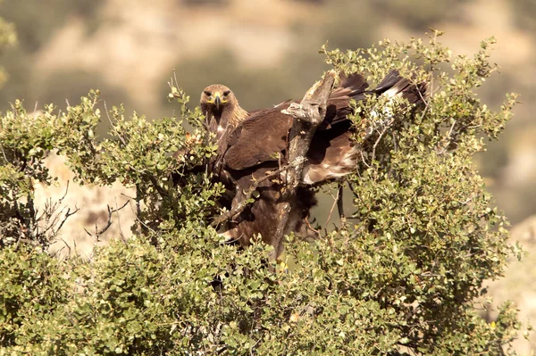 Young Female Golden Eagle Mountain Territory Her Favorite Perch First — Stock Photo, Image