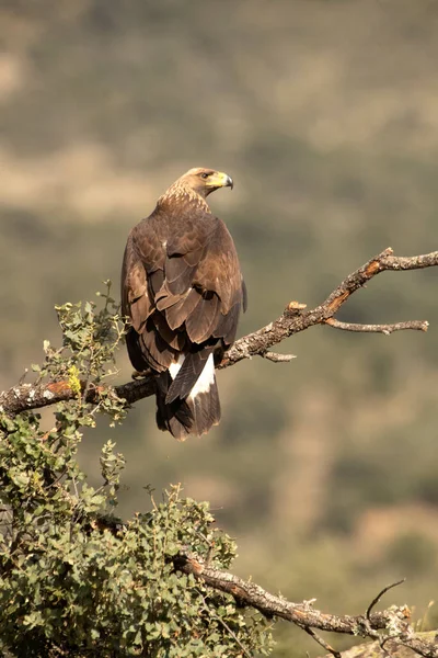Joven Águila Dorada Territorio Montañoso Percha Favorita Con Primera Luz —  Fotos de Stock