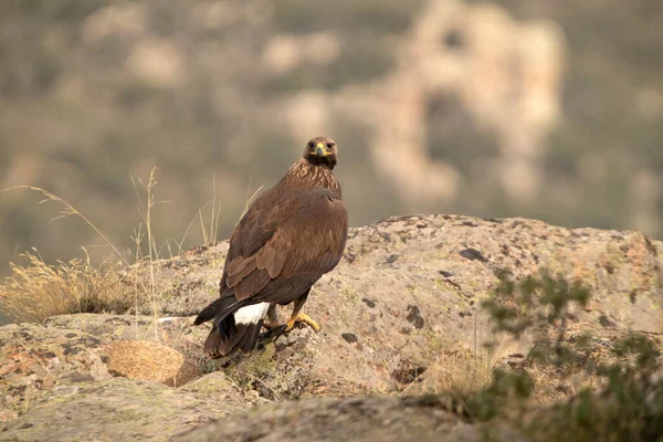 Giovane Aquila Reale Femmina Territorio Montagna Suo Posatoio Preferito Con — Foto Stock