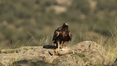 Yetişkin erkek altın kartal dağlık arazide, yeni yakalanmış bir tavşanla, sabahın ilk ışıklarıyla