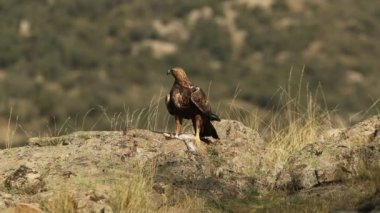 Yetişkin erkek altın kartal dağlık arazide, yeni yakalanmış bir tavşanla, sabahın ilk ışıklarıyla