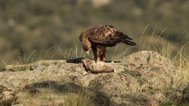 Águila Real Macho Adulto Terreno Montañoso Con Conejo Recién Capturado — Vídeos de Stock
