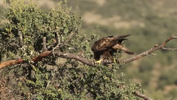 Homme Adulte Aigle Royal Dans Terrain Vallonné Sur Chêne Avec — Video