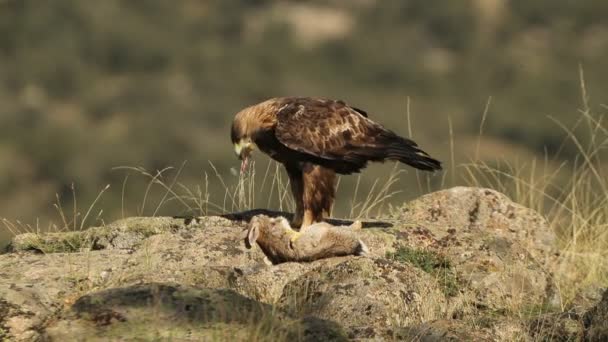 Adult Mascul Vultur Aur Teren Muntos Iepure Nou Prins Prima — Videoclip de stoc