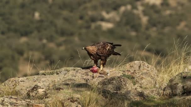 Águila Real Macho Adulto Terreno Montañoso Con Conejo Recién Capturado — Vídeos de Stock