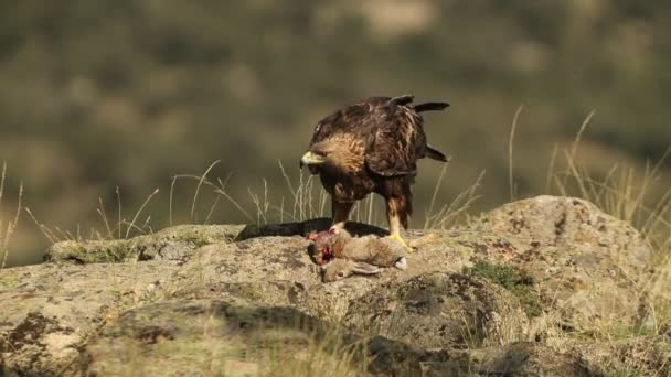 Águila Real Macho Adulto Terreno Montañoso Con Conejo Recién Capturado — Vídeo de stock
