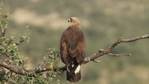 Tânăra Femeie Vultur Aur Trunchiul Unui Stejar Într Însorită Iarnă — Videoclip de stoc