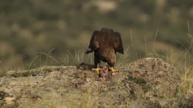 Yetişkin erkek altın kartal, üreme bölgesindeki en sevdiği tünekte günün ilk ışıklarıyla avını yiyor.