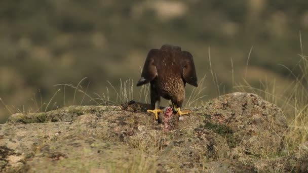 Aigle Royal Mâle Adulte Dans Perche Préférée Dans Son Territoire — Video