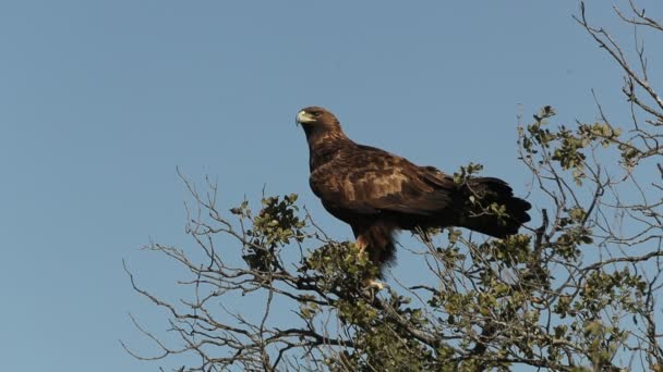 Adult Female Golden Eagle Trunk Oak Mountain Area First Light — Stock Video