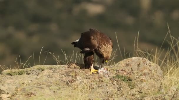 Ενηλίκων Αρσενικό Χρυσαετός Τρώει Ένα Πρόσφατα Αλιεύονται Κουνέλι Μια Ορεινή — Αρχείο Βίντεο