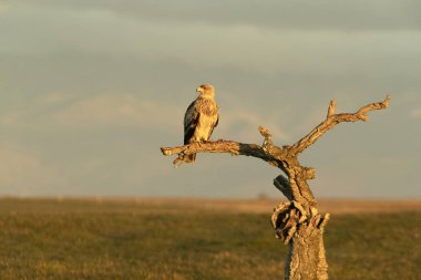 Akdeniz Ormanındaki İspanyol İmparatorluk Kartalı 'nın genci günün ilk ışıklarıyla