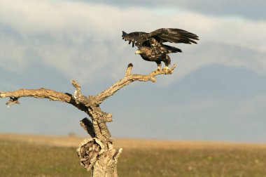 Beş yaşındaki İspanyol İmparatorluk Kartalı güneşli bir kış gününde güneşin ışığıyla uçuyor.