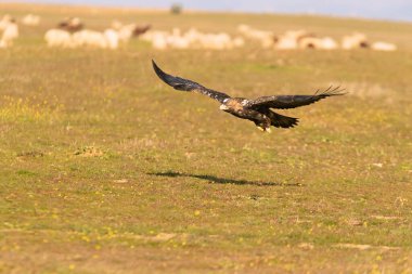 Beş yaşındaki İspanyol İmparatorluk Kartalı güneşli bir kış gününde güneşin ışığıyla uçuyor.