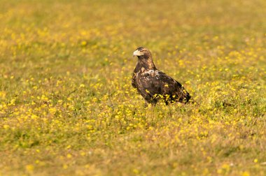 Adult female Spanish Imperial Eagle with the first rays of dawn on a winter's day in a Mediterranean ecosystem