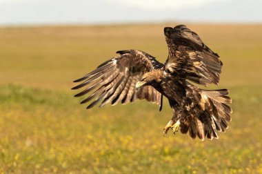 Beş yaşındaki İspanyol İmparatorluk Kartalı güneşli bir kış gününde güneşin ışığıyla uçuyor.