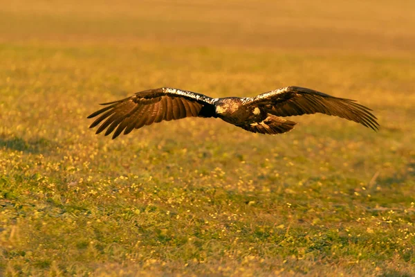 Adult Female Spanish Imperial Eagle Flying First Rays Dawn Winter — стоковое фото