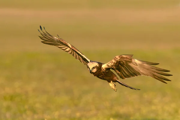 Adult Female Western Marsh Harrier Flying First Rays Dawn Winter — Stock Photo, Image