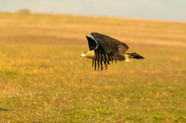 Adult Female Spanish Imperial Eagle Flying First Rays Dawn Winter — Photo