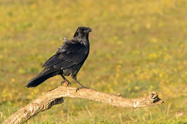 Corvo Comune Con Prima Luce Dell Alba Una Fredda Giornata — Foto Stock