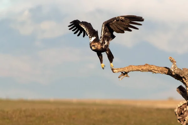 Adult Female Spanish Imperial Eagle Flying First Rays Dawn Winter — Fotografia de Stock