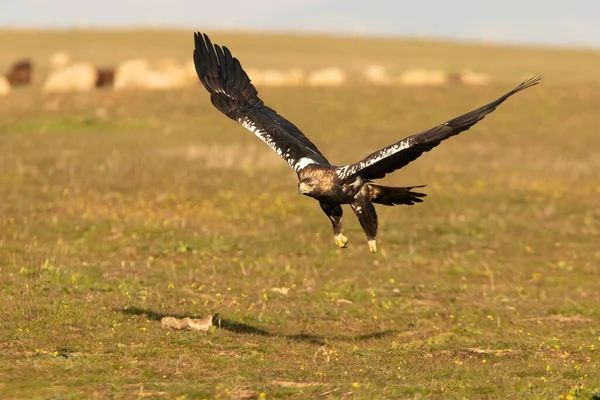 Adult Female Spanish Imperial Eagle Flying First Rays Dawn Winter — Fotografia de Stock