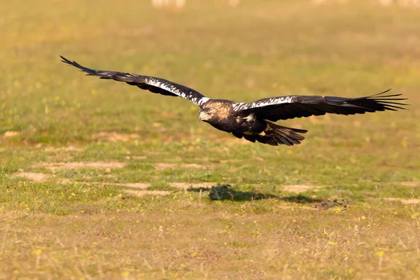 Adult Female Spanish Imperial Eagle Flying First Rays Dawn Winter — Fotografia de Stock