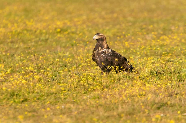 Adult Female Spanish Imperial Eagle First Rays Dawn Winter Day — Stockfoto