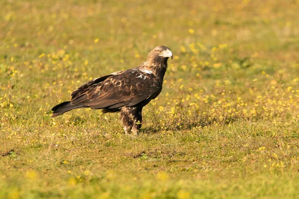 Adult Female Spanish Imperial Eagle First Rays Dawn Winter Day — Fotografia de Stock