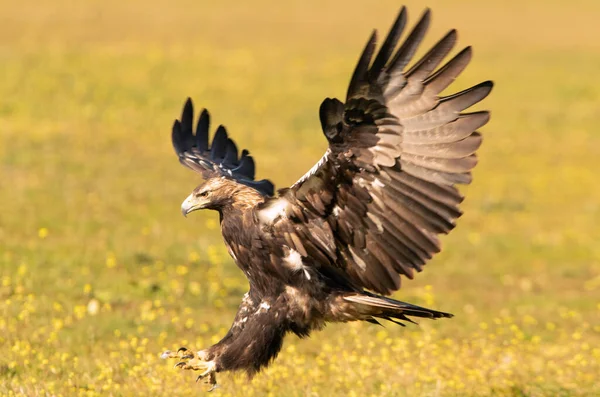 Five Year Old Male Spanish Imperial Eagle Flying Lights Sunrise — Stockfoto