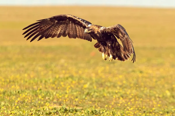 Fünfjähriger Männlicher Spanischer Kaiseradler Fliegt Mit Den Lichtern Des Sonnenaufgangs — Stockfoto