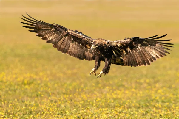 Five Year Old Male Spanish Imperial Eagle Flying Lights Sunrise — стокове фото