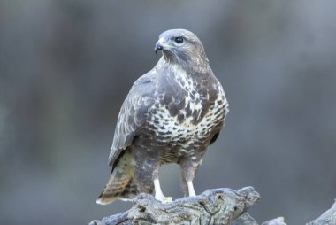 Son akşam ışıklarıyla çam ve meşe ormanlarında sıradan bir akbaba.