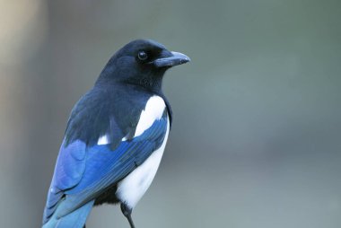 Güneşli bir kış gününde son ışıklarıyla çam ve meşe ormanlarında sıradan bir saksağan.