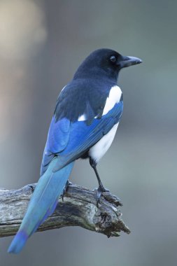 Güneşli bir kış gününde son ışıklarıyla çam ve meşe ormanlarında sıradan bir saksağan.