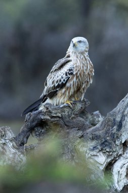 Çam ve meşe ormanlarında yetişmiş kırmızı uçurtma günün son ışıklarıyla