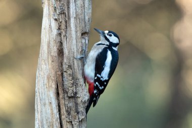 Dişi Büyük Benekli Ağaçkakan günün son ışıklarıyla meşe ağacının gövdesinde