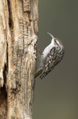 Günün son ışıklarıyla meşe ağacının gövdesinde kısa burunlu ağaç bekçisi.