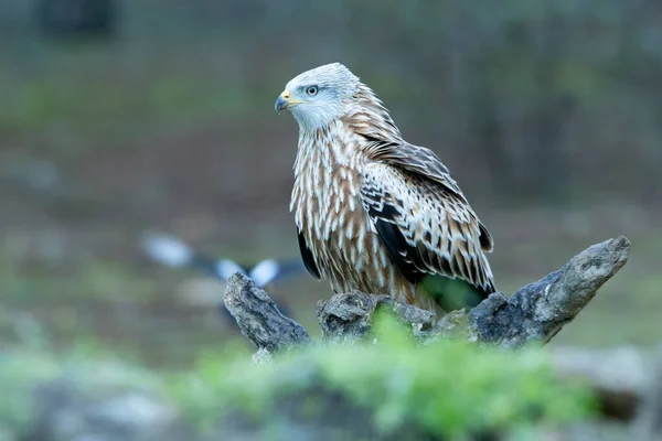 Cerf Volant Rouge Adulte Dans Une Forêt Pins Chênes Avec — Photo