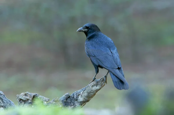 Corbeau Charognard Dans Une Forêt Pins Chênes Avec Les Dernières — Photo