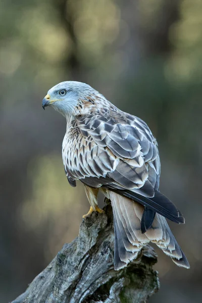 Cerf Volant Rouge Adulte Dans Une Forêt Pins Chênes Avec — Photo