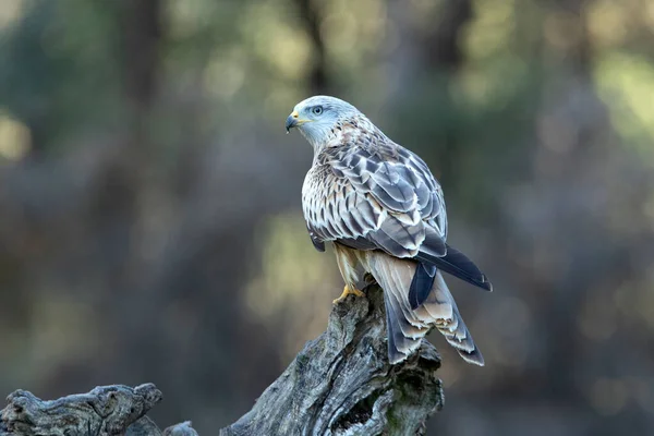 Cerf Volant Rouge Adulte Dans Une Forêt Pins Chênes Avec — Photo