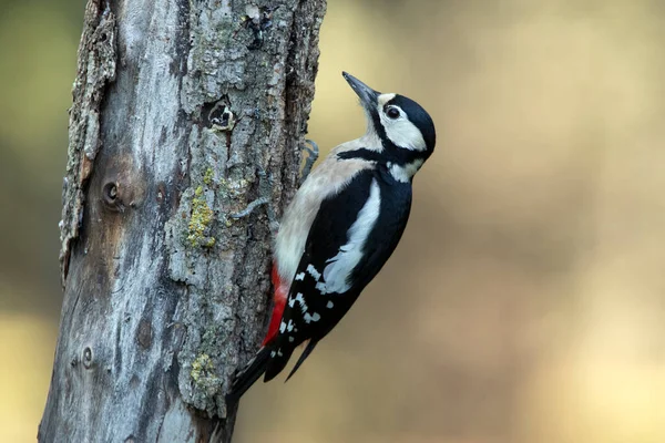 Female Great Spotted Woodpecker Trunk Oak Tree Last Light Day — стоковое фото