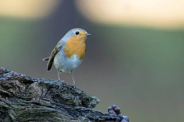 Rotkehlchen Mit Dem Letzten Licht Des Tages Einem Kiefern Und — Stockfoto