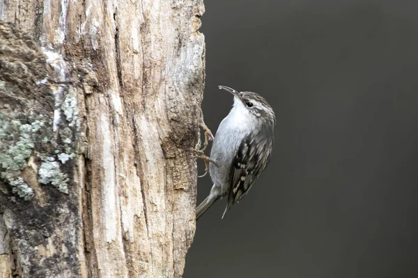 Short Toed Treecreeper Oak Trunk Last Lights Day — Stockfoto