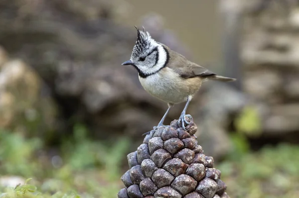 Crested Tit Pineapple Last Light Day Pine Oak Forest — Stock Photo, Image