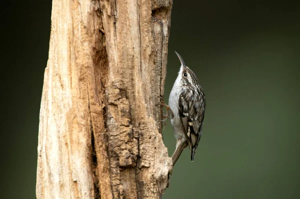 Short Toed Treecreeper Oak Trunk Last Lights Day — Stockfoto